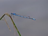 Familiar Bluet